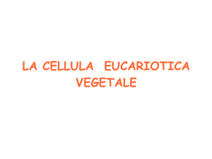 La cellula vegetale ppt