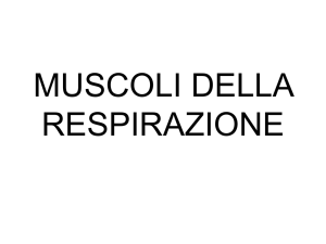 apparato muscolare - muscoli della respirazione