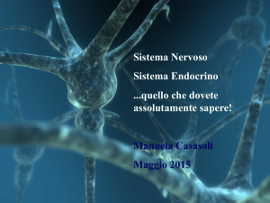 I sistemi nervoso ed endocrino.