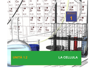 La cellula 2