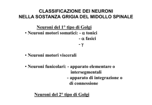 Schemi Neuro (a.a. 2010-11)