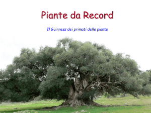 6-piante record
