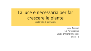 la luce serve per far crescere le piante