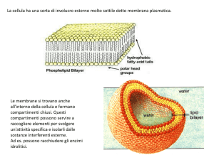 Diapositiva 1