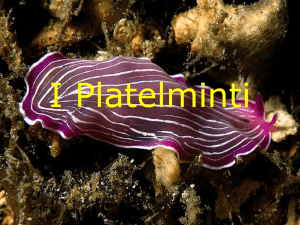 I Platelminti - WordPress.com