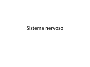 Sistema nervoso - Marina Paolucci