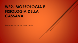 WP2- MORFOLOGIA E FISIOLOGIA DELLA CASSAVA