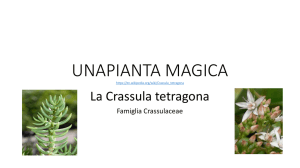 una pianta magica - IC Camozzi Bergamo