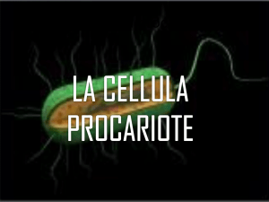 La cellula procariote