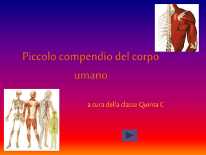 Piccolo compendio del corpo umano