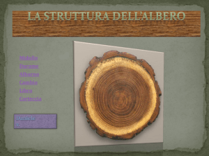 La struttura dell*albero