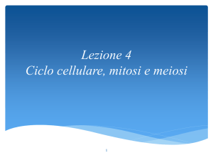 Ciclo cellulare, mitosi e meiosi