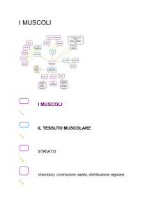 I MUSCOLI - Istituto San Giuseppe Lugo