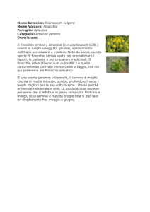 Nome botanico: Foeniculum vulgare