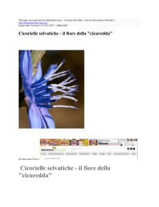 Cicorielle selvatiche - il fiore della "cicuredda" : BelSalento.com