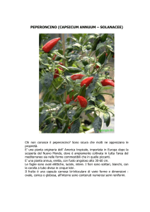 peperoncino (capsicum annuum – solanacee)