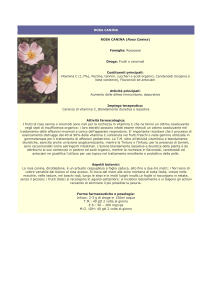 rosa canina - Farmacia S. Antonio – Brescia