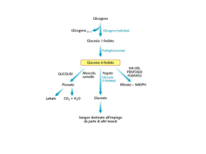 Vie di sintesi e degradazione del Glicogeno