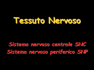 021a_Tessuto_Nervoso