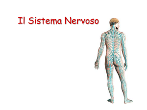 Sistema Nervoso