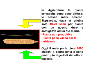 Nessun titolo diapositiva