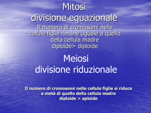 mitosi