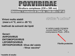 virus_a_DNA_2