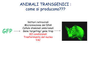 15-Cre-Lox and transgenic animal