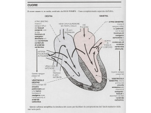 ciclo cardiaco