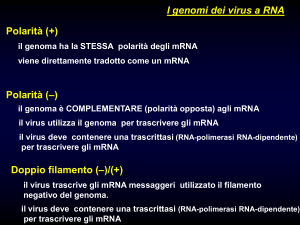 virus_a_RNA1