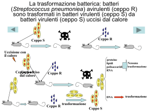 La trasformazione batterica