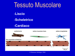 10. Tessuto Muscolare Liscio Istologia SIRACUSA.pps
