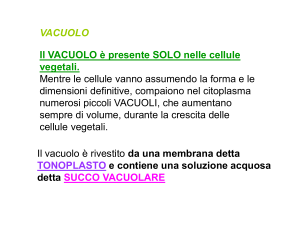 vacuolo