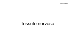 Tessuto_nervoso