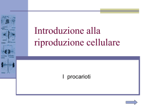 La riproduzione cellulare dei procarioti