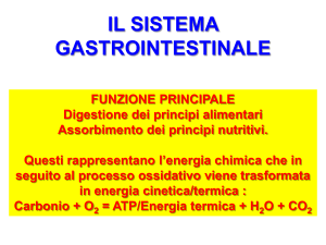 sistema gastrointestinale - Progetto e