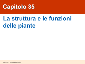 05 b La struttura e le funzioni delle piante