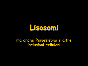 063_Lisosomi