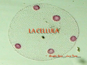 La cellula