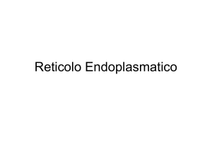 Reticolo Endoplasmatico II