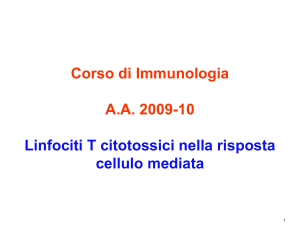 Linfociti T
