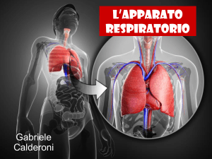 L`apparato respiratorio - Istituto San Giuseppe Lugo