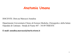 Nomenclatura Anatomica File