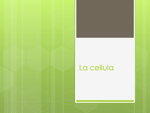 la-cellula_prima