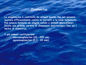 Zooplancton Lo zooplancton è costituito da animali marini che non
