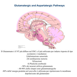 Glutamatergic and Aspartatergic Pathways