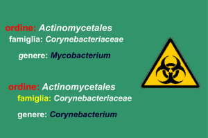 n.9 Mycobacterium Corynecterium