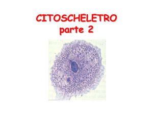 6B-citoscheletro