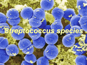 n.8 Streptococchi Enterococchi