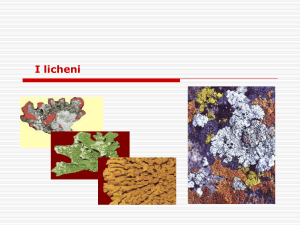 I licheni